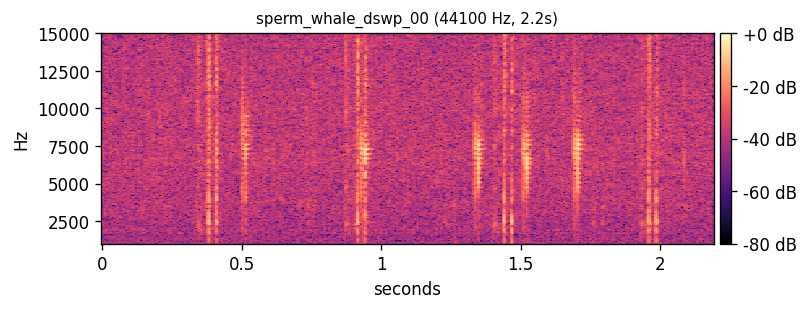 Sperm whale coda