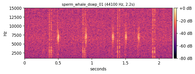 Sperm whale coda — second example